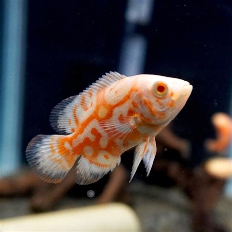 花豬混養|【花豬魚混養】地圖魚與花豬魚的共遊樂園：混養須知與疾病救星。